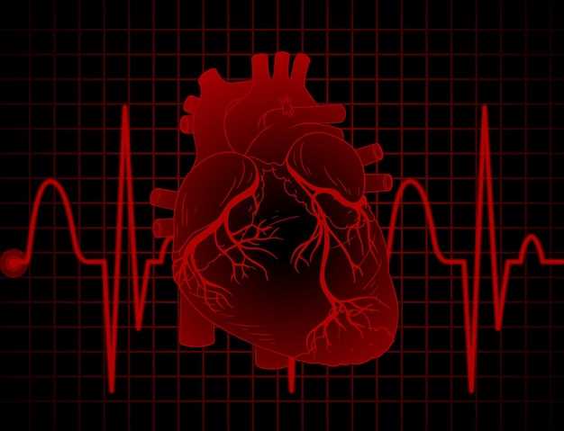 Основы анатомии сердца