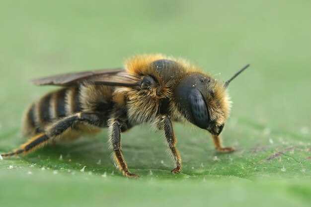 Как отличить укус пчелы от укуса оси