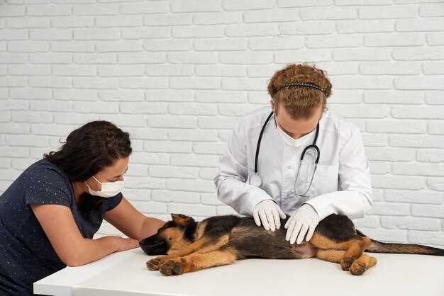 Последующие действия после сдачи пса крови: анализ результатов и консультация специалиста